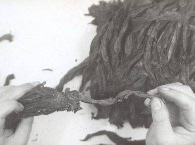 Tobaksproduktion 1930’erne – Ukendt fotograf
